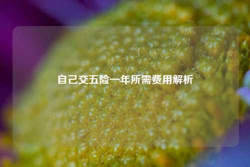 自己交五险一年所需费用解析